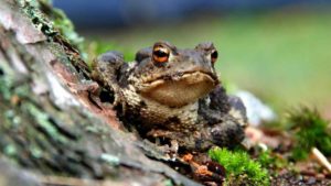types of toads