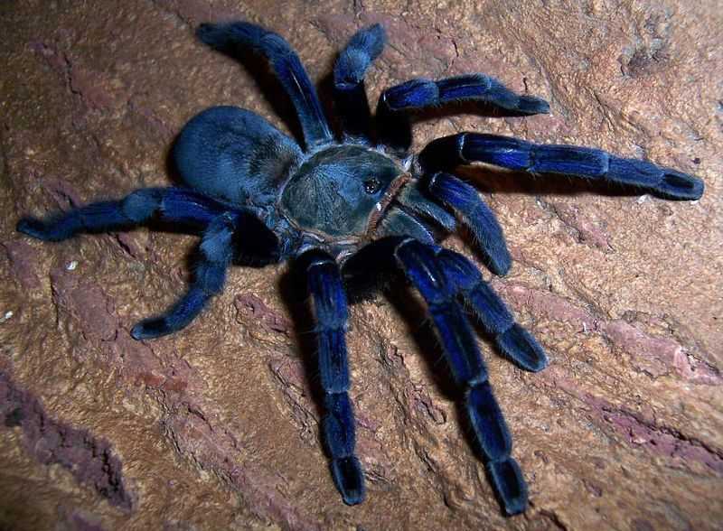 Cobalt Blue Tarantula (Cyriopagopus lividus)