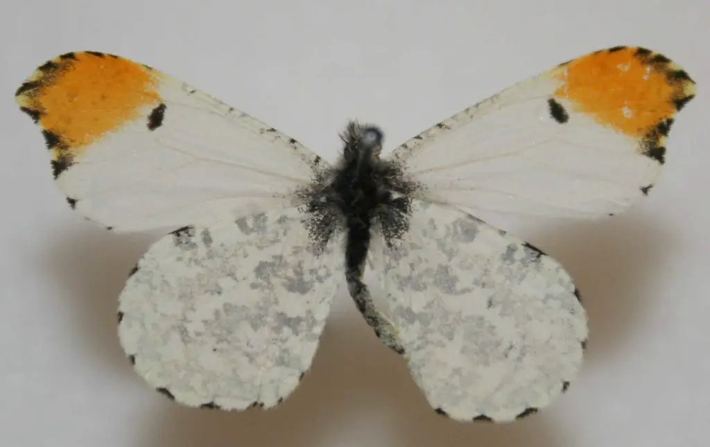 Falcate Orangetip Butterflies ()