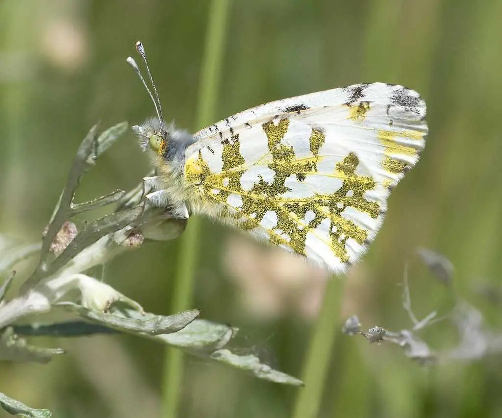 Creamy Marblewing Butterfly (Euchloe ausonides
)