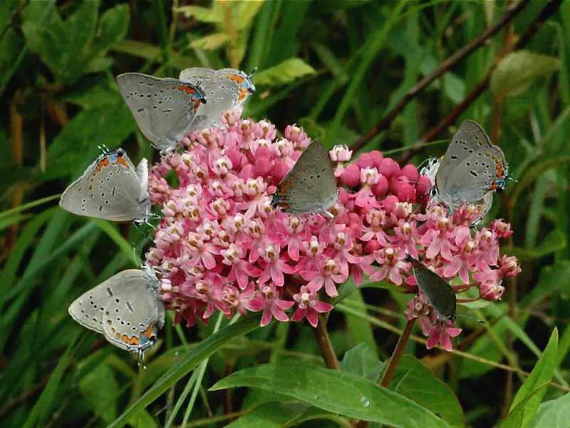Acadian Hairstreak Butterflies (Satyrium acadica)