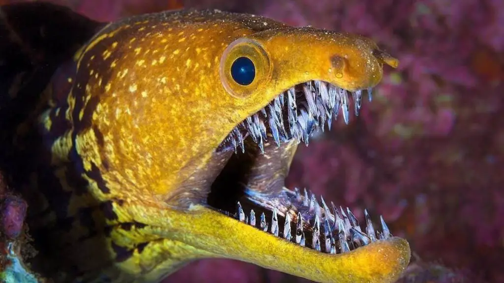moray eel teeth