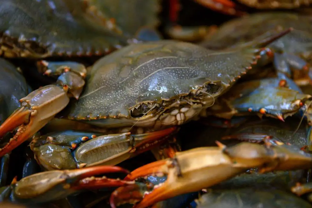 Florida Blue Crabs