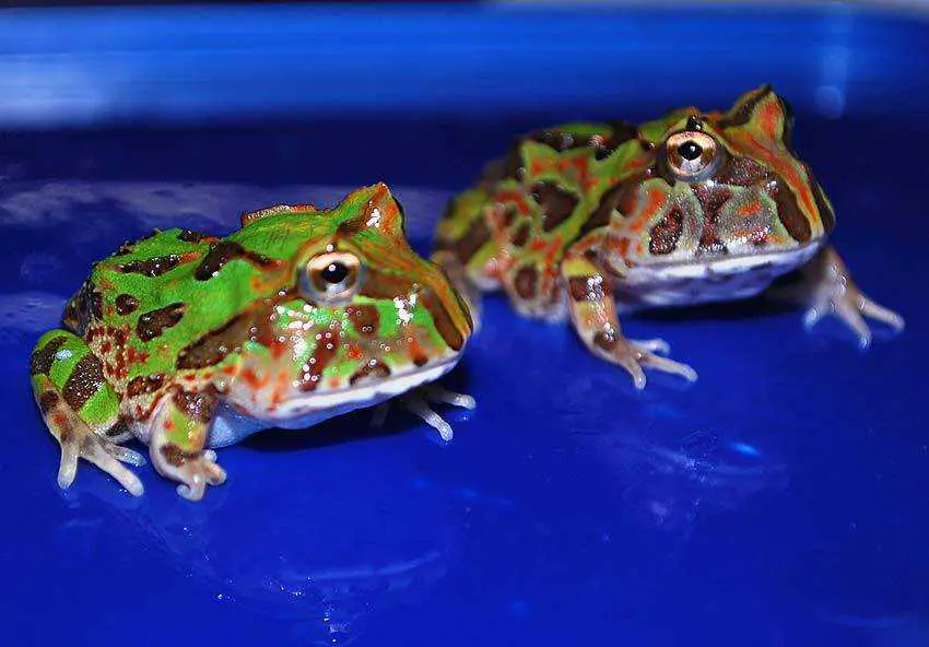 Brazilian Horned Frogs