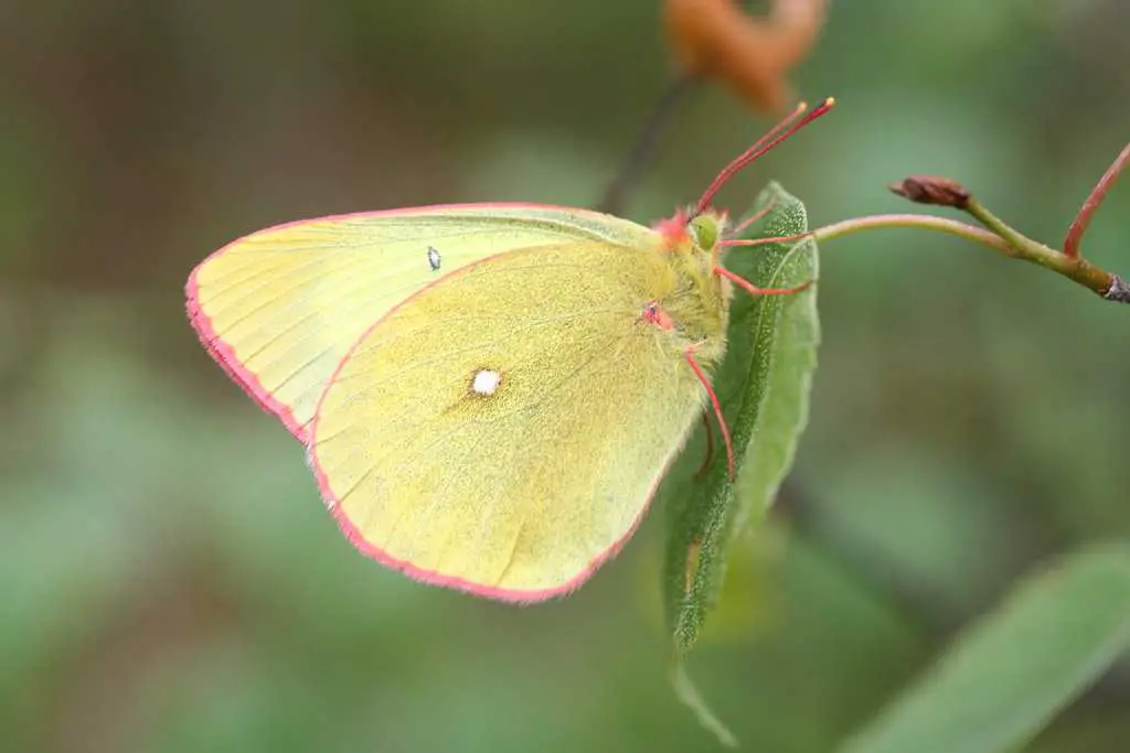 Moorland Clouded Yellow  Butterfly (Colias palaeno)