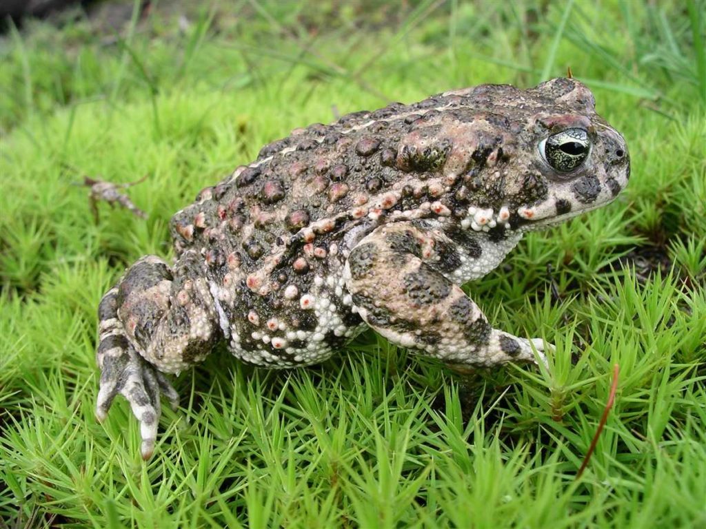 natterjack toad (Epidalea calamita)