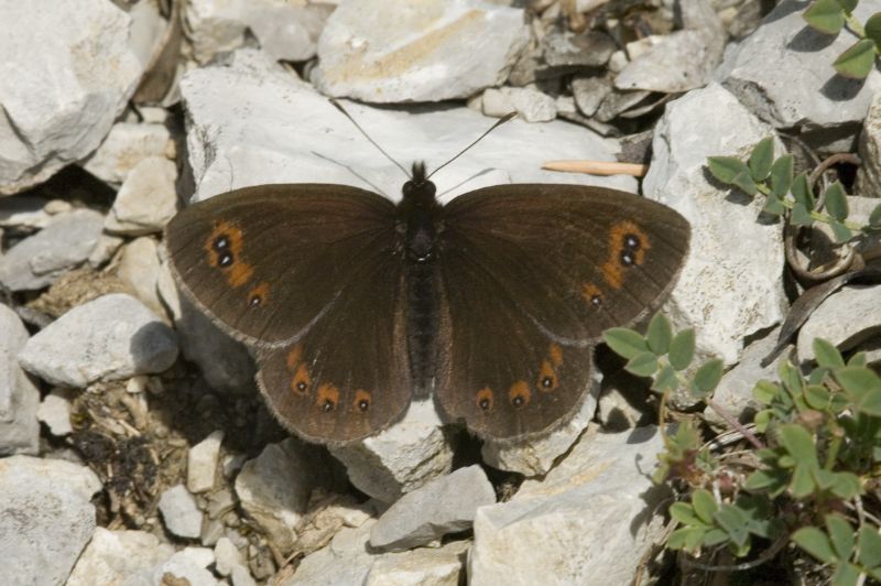 Piedmont Ringlet Butterfly (Erebia meolans)