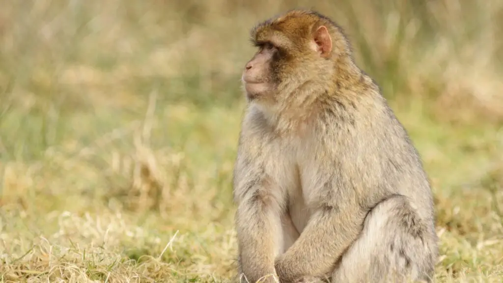 Barbary macaque monkey