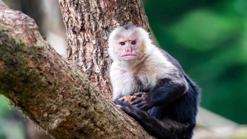 Colombian white-faced capuchin monkey