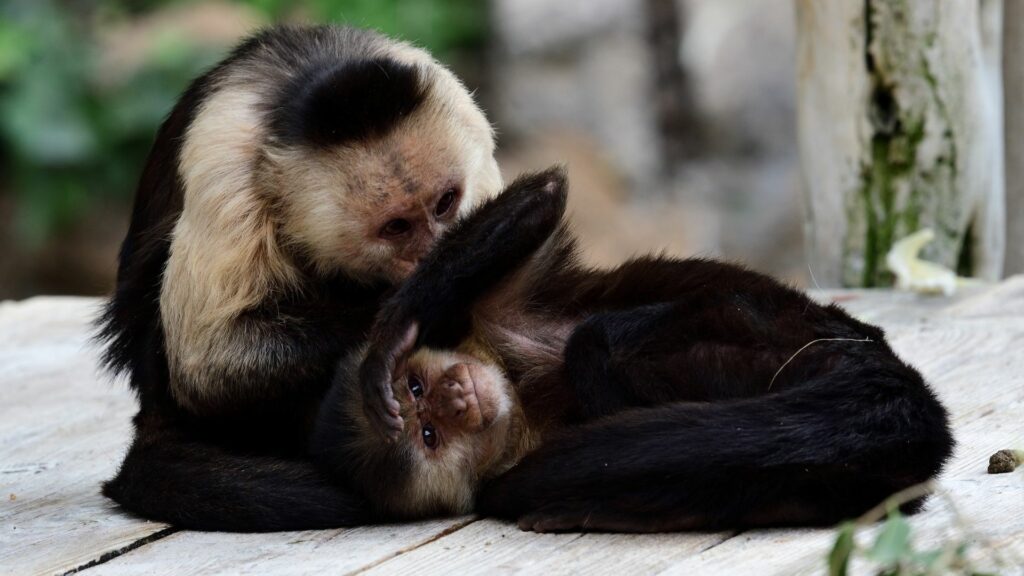 Panamanian White-faced Capuchin Monkeys