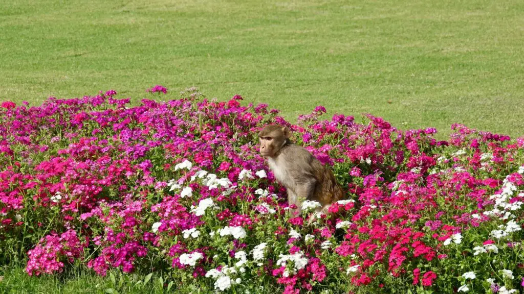 Rhesus macaque monkey in a bed of pink and white flowers.