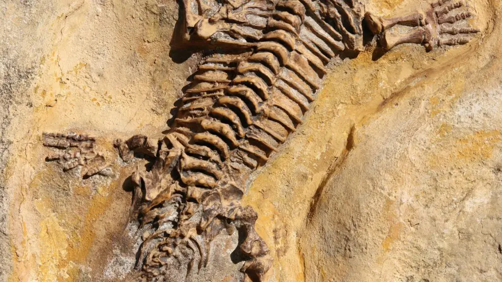 Cast Fossil