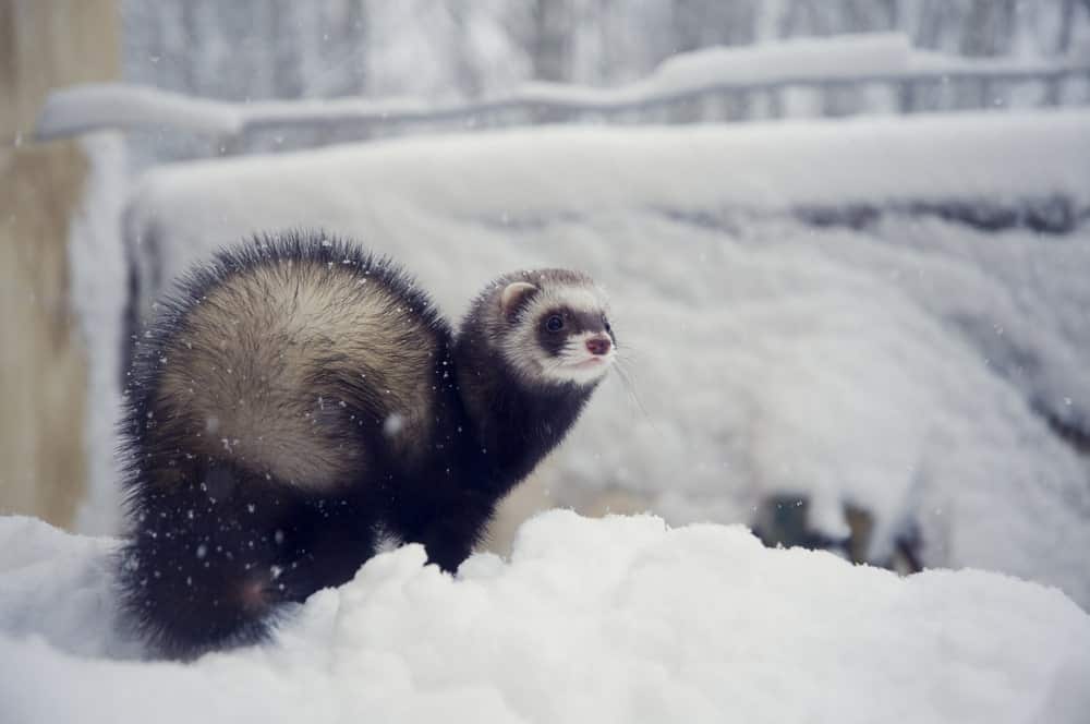 Black Sable Ferrets
