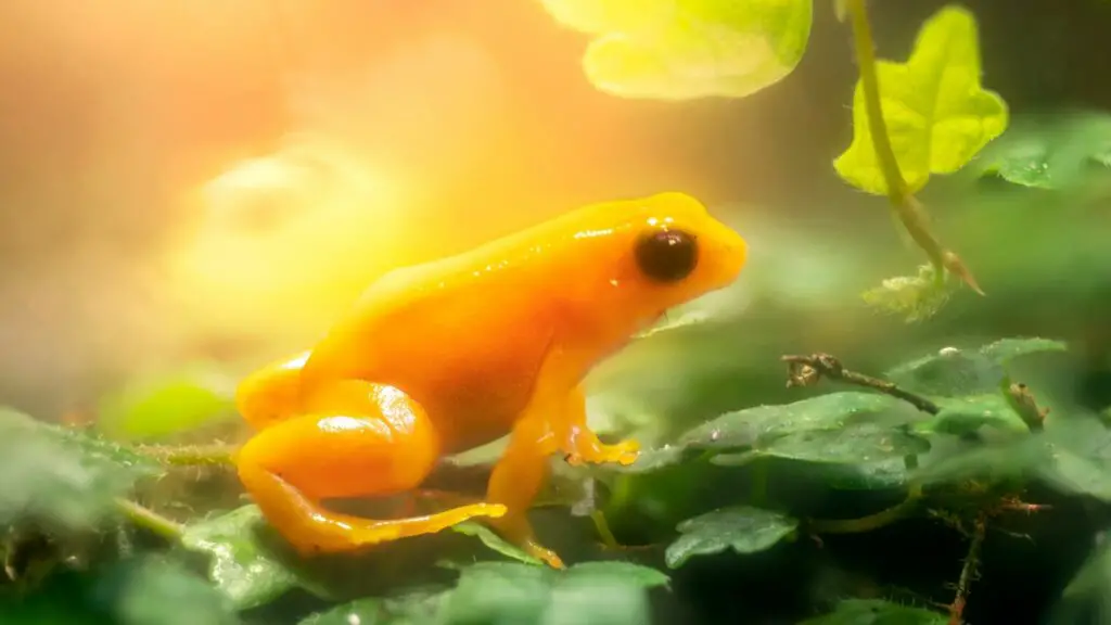 Golden Toad (Incilius periglenes)