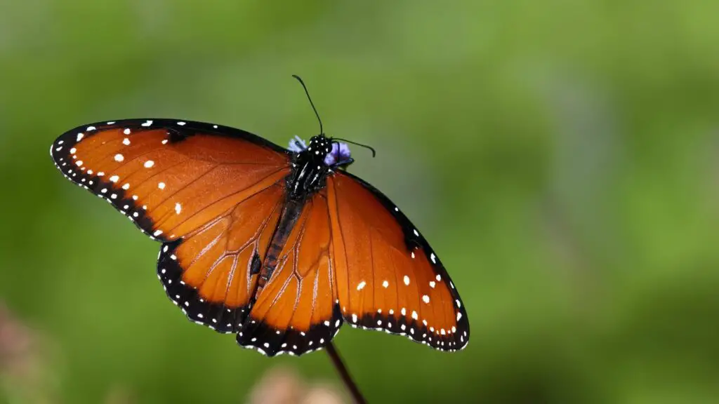 Queen Butterfly (danaus gilippus)