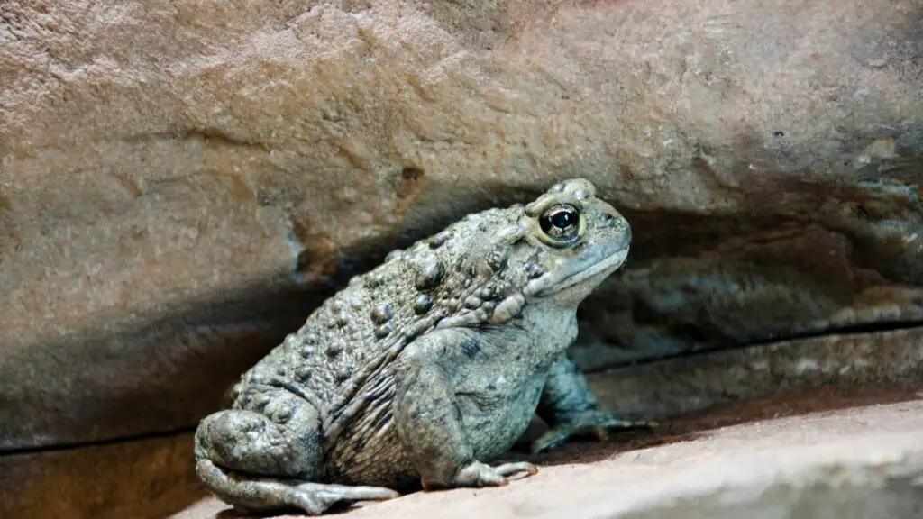 Western Toad (Anaxyrus boreas)