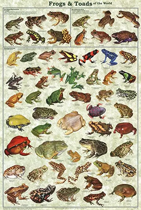toad identification chart