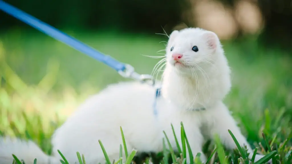 Black-eyed White Ferrets