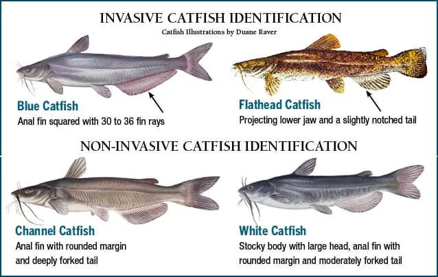 Invasive Catfish vs Non-Invasive Catfish Identification