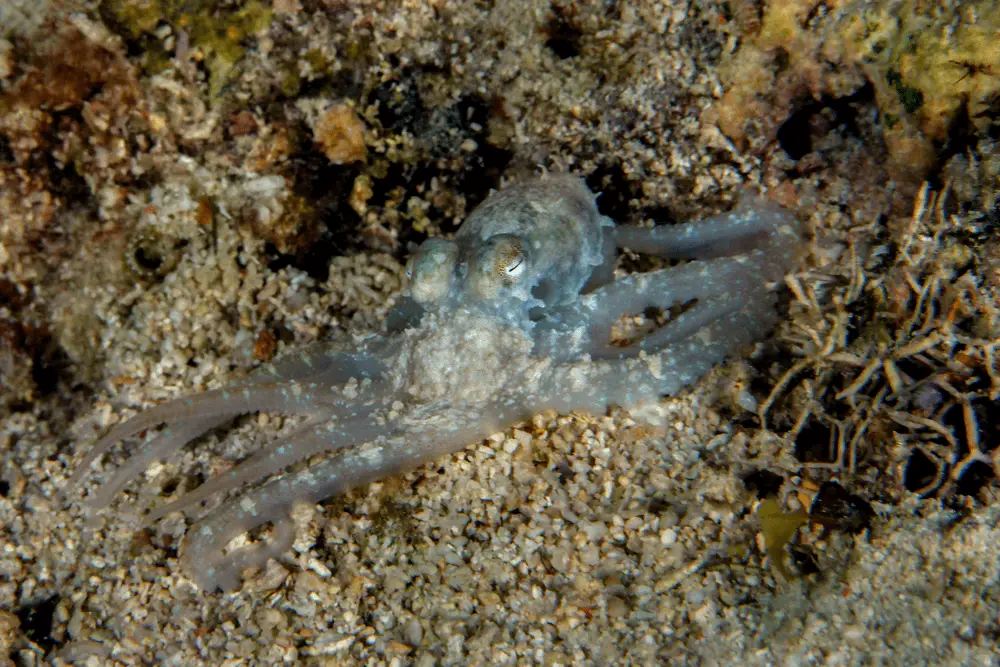 Algae Octopus