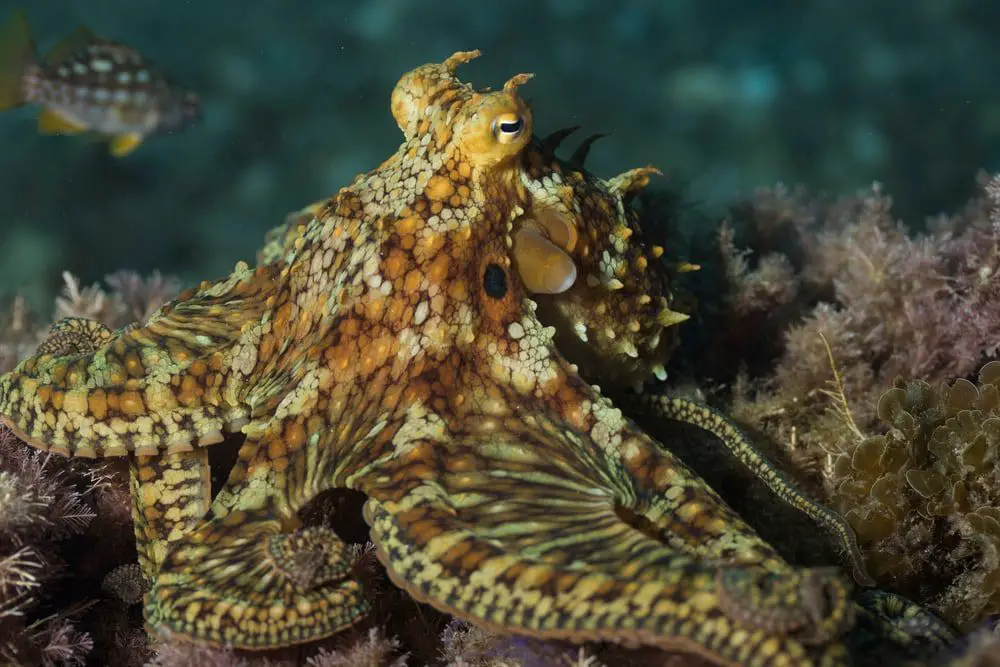 California Two-Spot Octopus