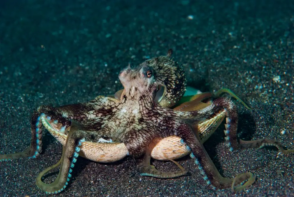 Coconut Octopus